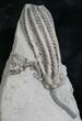 Super Decadocrinus Tumidulus Crinoid - Indiana #8339-3